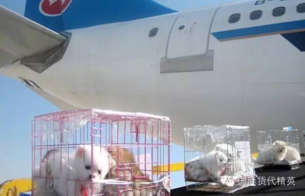 寵物空運(寵物托運_北京空運_飛捷騰達).jpg